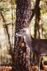 DAK216 - Deer in the Woods - 12x18