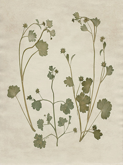 Amber Sterling AS382 - AS382 - Botanical Leaves 1 - 12x16 botanical illustration, delicate leaves, plant study, vintage herbarium, pale background, minimalist flora art from Penny Lane