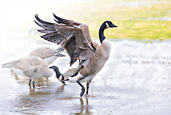 JG Studios JGS599 - JGS599 - Goose Pose - 18x12 canadian geese, birds in water, wing spread, nature wildlife photography, wetland habitat from Penny Lane