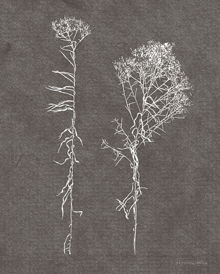 Kamdon Kreations KAM221 - KAM221 - Humble Beauty 2 - 12x16 botanical sketch, plant illustrations, white outlines, textured dark background, modern decor, vintage flora from Penny Lane