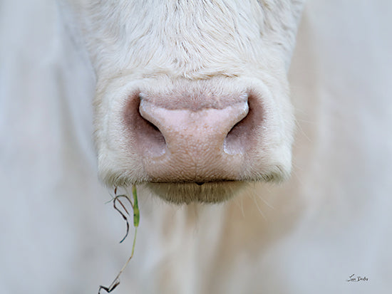 Lori Deiter LD3437 - LD3437 - The Nose Knows - 16x12 cow nose, close-up, soft fur, white cow, gentle face, livestock, minimal background, rural theme, animal portrait, realistic details from Penny Lane