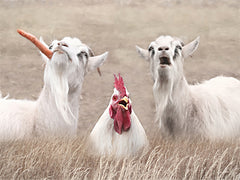 LD3438 - Barnyard Antics - 16x12