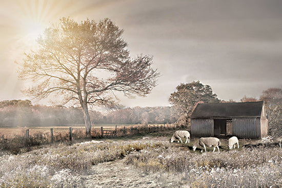 Robin-Lee Vieira RLV831 - RLV831 - Sheep in the Meadow - 18x12 grazing sheep, wooden shed, large tree, sun rays, country field, wildflowers, peaceful pasture from Penny Lane