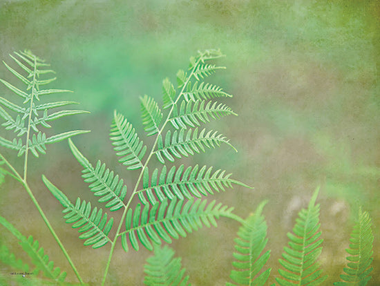 Catch A Star Fine Art STAR173 - STAR173 - Dreamy Fern II - 16x12 Fern fronds, delicate green foliage, nature pattern, garden serenity, soft focus greenery, forest aesthetic from Penny Lane