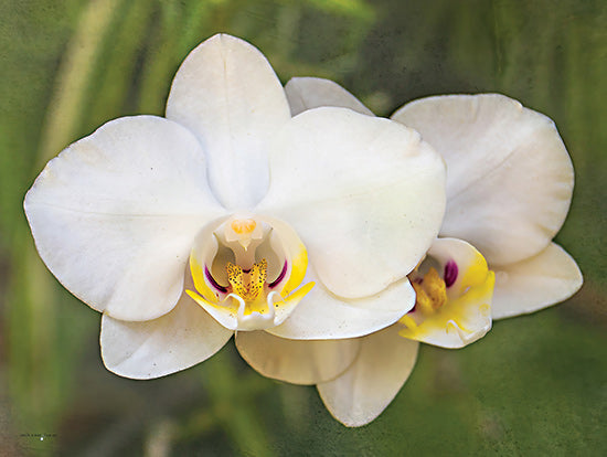 Catch A Star Fine Art STAR175 - STAR175 - Orchid Glow - 16x12 white orchid, close-up flower, tropical bloom, delicate petals, exotic plant, floral texture, fine art photography, nature macro, botanic beauty, lush green background from Penny Lane