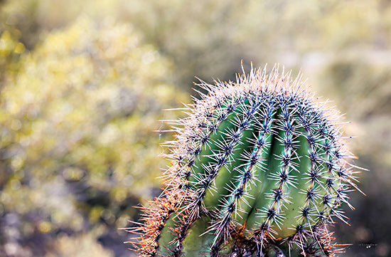 Catch A Star Fine Art STAR177 - STAR177 - Spiky Encounter - 18x12 barrel cactus, spiny plant, desert growth, vivid green cactus, sharp spines, blooming tips, botanical desert, macro cactus photo, succulent family, southwest garden from Penny Lane