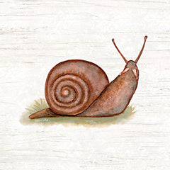 ALP2528 - Honeybloom Snail - 12x12