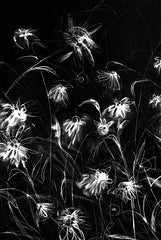 KAM731 - Beauty in the Darkness - 12x18