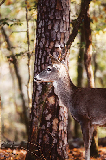 Dakota Diener DAK216 - DAK216 - Deer in the Woods - 12x18 Photography, Animals, Deer, Wildlife, Forest, Sideview from Penny Lane