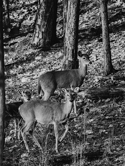 Dakota Diener DAK219 - DAK219 - Deer Trio - 12x16 Photography, Animals, Deer, Wildlife, Forest, Sideview, Hill, Black & White from Penny Lane