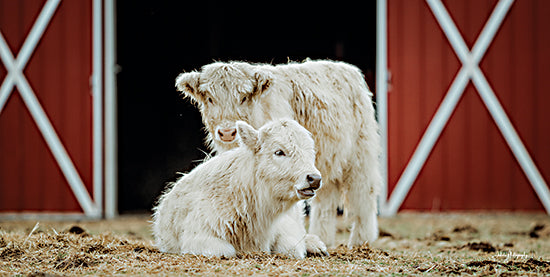 Dakota Diener DAK269 - DAK269 - Outside of the Barn - 18x9 Photography, Cow, White Cows, Barn, Barn Doors, Hay, Farm from Penny Lane