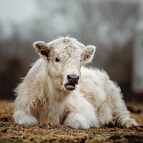 Dakota Diener DAK271 - DAK271 - Holy Cow - 12x12 Photography, Cow, White Cow, Hay, Portrait from Penny Lane