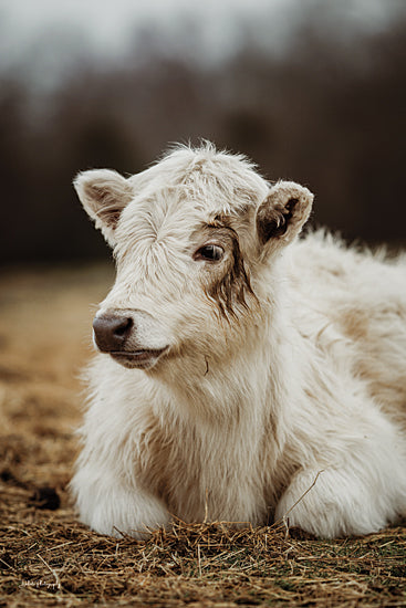 Dakota Diener DAK272 - DAK272 - Pretty Pose - 12x18 Photography, Cow, White Cow, Hay, Sideview from Penny Lane