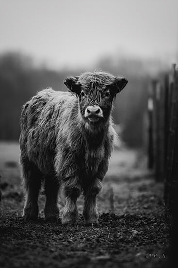 Dakota Diener DAK273 - DAK273 - Lil Henry - 12x18 Photography, Cow, Farm, Black & White, Portrait from Penny Lane