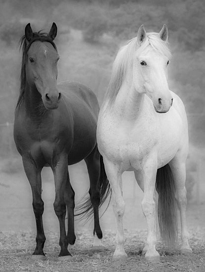 JG Studios JGS581 - JGS581 - Soft Horses - 12x16 Horses, Black Horse, White Horse, Two Horses, Black & White from Penny Lane