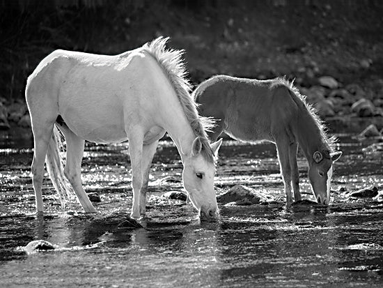 JG Studios JGS582 - JGS582 - Drink Break - 16x12 Horses, Two Horses, Creek, Drinking, Landscape from Penny Lane