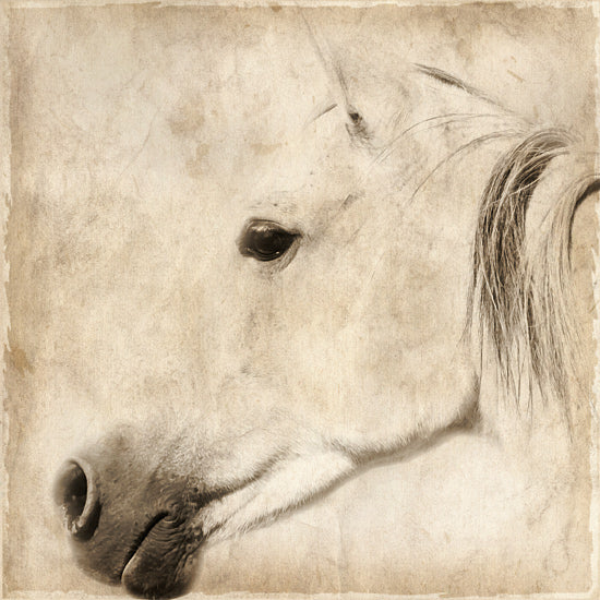 Kari Brooks KARI176 - KARI176 - Fade Away 2 - 12x12 Photography, Horse, Sideview, Sepia from Penny Lane