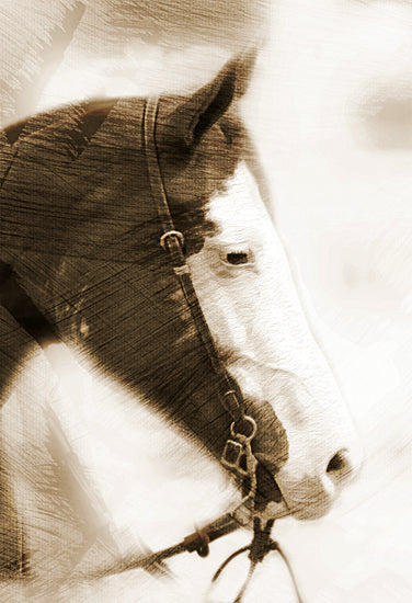 Kari Brooks KARI178 - KARI178 - Pale Face - 12x18 Photography, Horse, Sideview, Sepia from Penny Lane