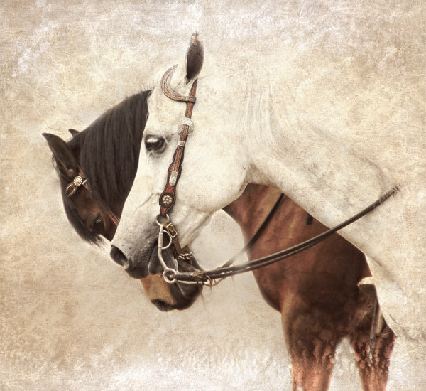 Kari Brooks KARI179 - KARI179 - Horse Duo - 12x12 Photography, Horses, Brown Horse, White Horse, Sideview from Penny Lane