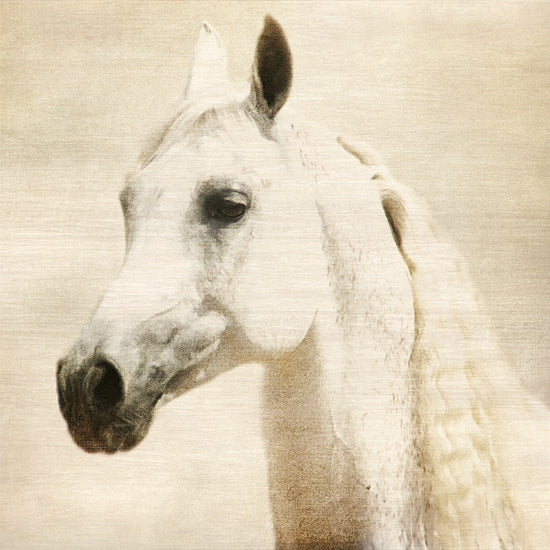 Kari Brooks KARI180 - KARI180 - White Wave - 12x12 Photography, Horse, Sideview, Sepia from Penny Lane