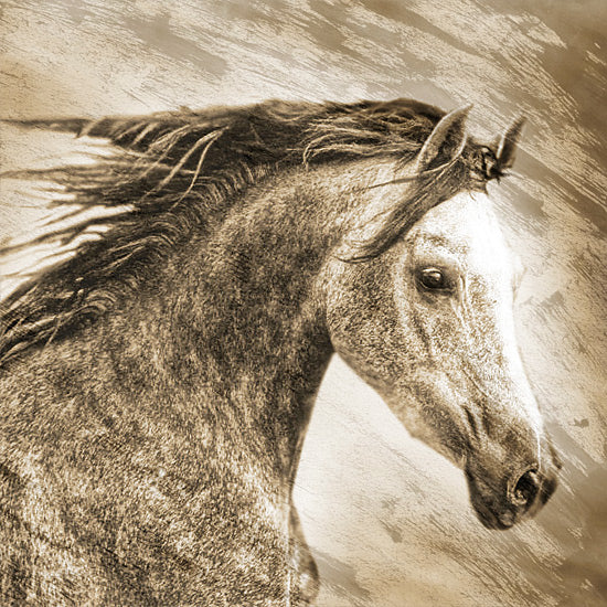 Kari Brooks KARI182 - KARI182 - Ready to Race - 12x12 Photography, Horse, Sideview, Sepia from Penny Lane