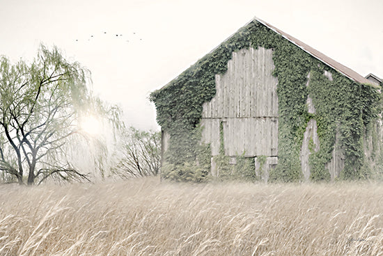 Lori Deiter LD3186 - LD3186 - Ivy Barn - 18x12 Photography, Farm, Barn, Ivy, Landscape, Field, Trees, Sunlight from Penny Lane