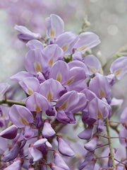 LD3407 - Wisteria Blossoms - 12x16