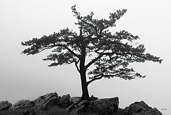 Lori Deiter LD3528 - LD3528 - Blue Ridge Tree - 18x12 Photography, Tree, Blue Ridge Tree, Black & White, Rocks, Landscape from Penny Lane