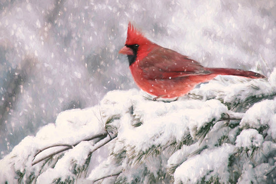 Lori Deiter LD3719 - LD3719 - Winter Cardinal I - 18x12 Photography, Christmas, Holidays, Cardinal, Winter, Snow, Tree from Penny Lane