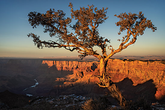 Martin Podt MPP1005 - MPP1005 - Canyon Treetop - 18x12 Photography, Landscape, Tree, Grand Canyon, Canyon, Rocks, Sunlight, Nature from Penny Lane