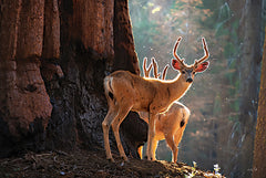 MPP1081 - Deer at the Sequoias II - 18x12