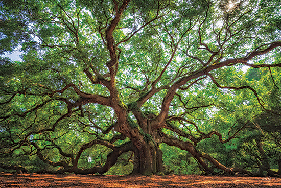 Martin Podt MPP1091 - MPP1091 - Angel Oak Tree in Charleston - 18x12 Photography, Tree, Angle Oak Tree, Charleston, South Carolina, Sunny Day from Penny Lane