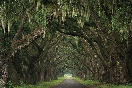 Martin Podt MPP1146 - MPP1146 - A Welcoming Alley - 18x12 Photography, Landscape, Trees, Road, Path, Tree Tunnel from Penny Lane