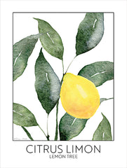 SB1348 - Lemon Tree - 12x16