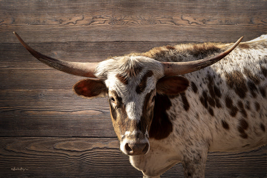 Susie Boyer BOY811 - BOY811 - Spotted Longhorn - 18x12 longhorn cow portrait, cattle, western ranch, farm animal, horns, spotted hide, rustic wood plank background, close-up, animal photography, country decor, Americana, masculine, texture, barn wood from Penny Lane