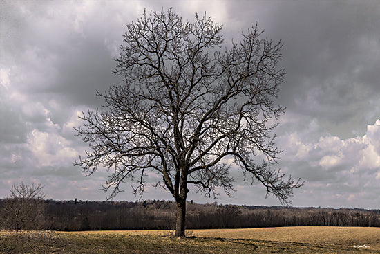 Susie Boyer BOY815 - BOY815 - All Alone - 18x12 solitary leafless tree, dramatic cloudy sky, rustic field photography, moody rural landscape, bare branches, late autumn scene, neutral earth tones, fine art nature photo from Penny Lane