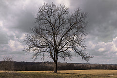 BOY815 - All Alone - 18x12