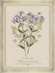 CIN4360 - Vintage Botanical V - 12x16