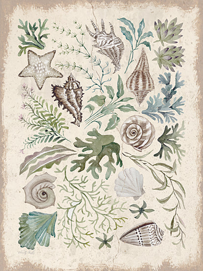 Cindy Jacobs CIN4506 - CIN4506 - Treasures of the Tide I - 12x16 coastal watercolor collage, seashell collection, starfish, spiral shell, conch shells, seaweed and marine greenery, botanical ocean plants, beach cottage decor, neutral sand background, textured border, summer seaside, nautical still life, hand-painted watercolor illustration from Penny Lane