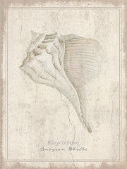 CIN4522 - Shell Study - Busycon Whelks - 12x16