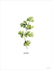 CIN4720 - Cilantro Herb - 12x16