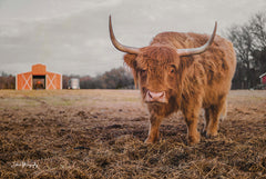 DAK125 - The Staring Cow - 18x12