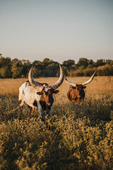 DAK288 - Golden Hour Graze   - 12x18