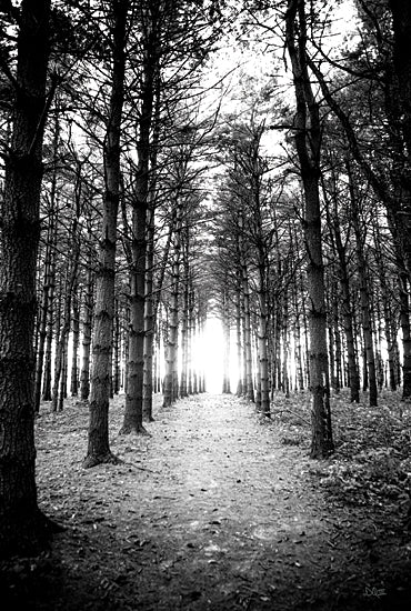 Donnie Quillen DQ275 - DQ275 - Sunset Pines - 12x18 Photography, Landscape, Forest, Trees, Path, Skyview, Black & White from Penny Lane