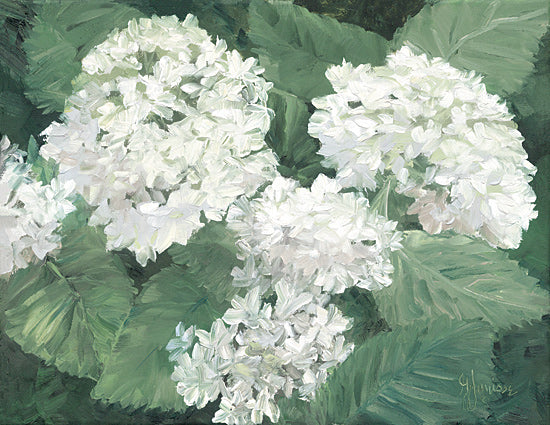 Georgia Janisse JAN367 - JAN367 - White Hydrangeas - 16x12 white hydrangea painting, blooming hydrangeas, lush green leaves, close-up floral art, botanical blossoms, garden flowers, thick brush strokes, textured petals, fresh spring florals, painterly floral composition, cottage garden feel, expressive impasto look from Penny Lane