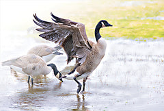 JGS599 - Goose Pose - 18x12