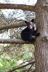 JGS600 - Bear Cub in a Tree - 12x18