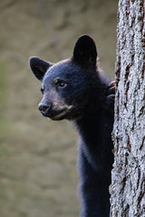 JGS601 - Peeking Bear Cub - 12x18