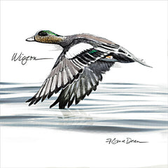 JGS609 - Wigeon Duck - 12x12