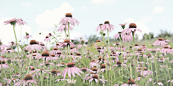 Lori Deiter LD3404 - LD3404 - Field of Coneflowers - 18x9 Photography, Flowers, Coneflowers, Purple Coneflowers, Wildflowers, Landscape from Penny Lane